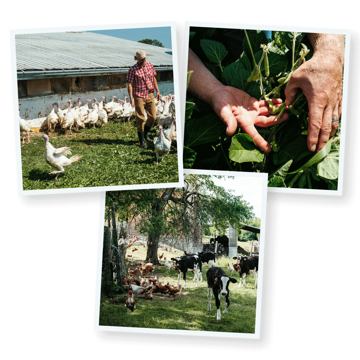 3 photos of the farm